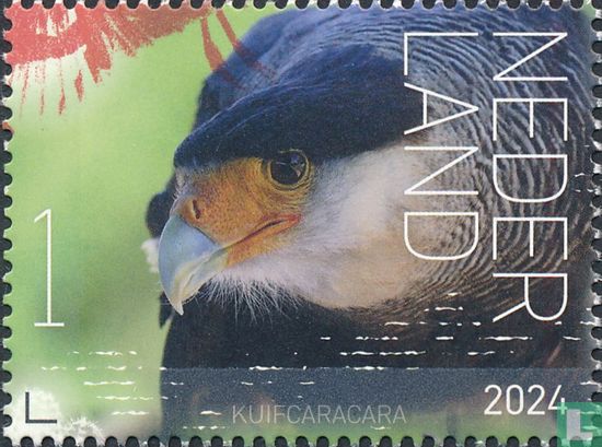 Kuifcaracara