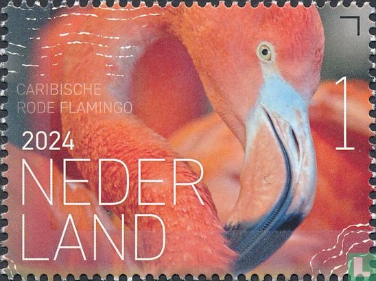 Caribische rode flamingo