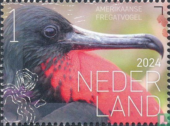 Amerikaanse Fregatvogel