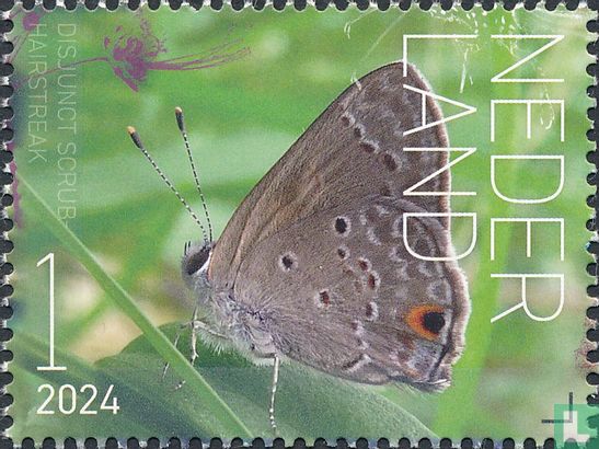 Disjunct Scrub-Hairstreak