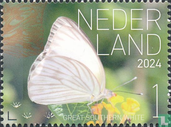 Groot zuidelijk witje