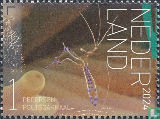 Pedersen-poetsgarnaal 