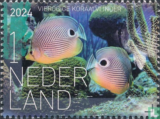 Vierogige koraalvlinder 