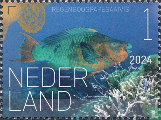 Regenboogpapegaaivis 