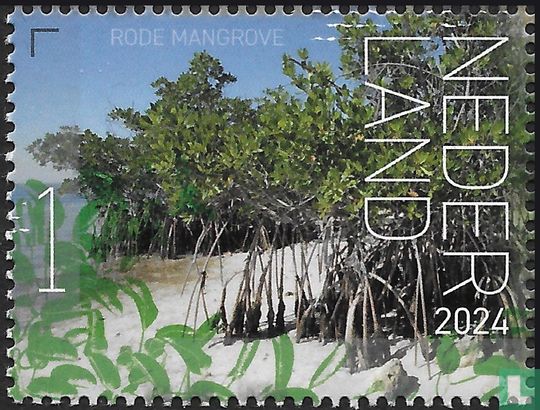 Rode mangrove 