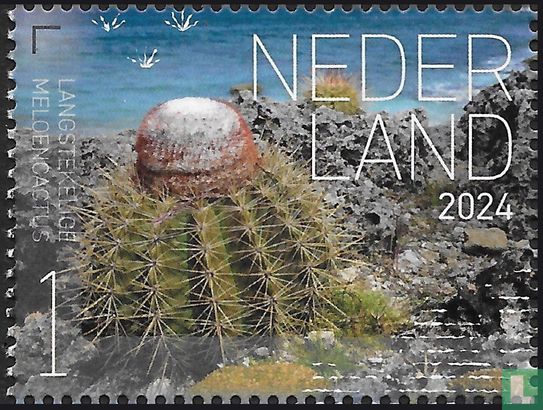 Langstekelige meloencactus