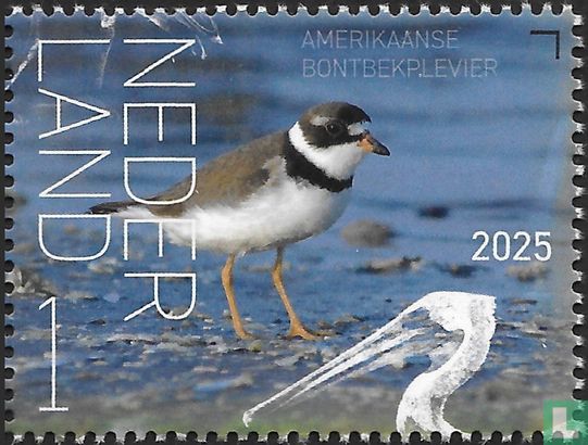 Amerikaanse bontbekplevier 