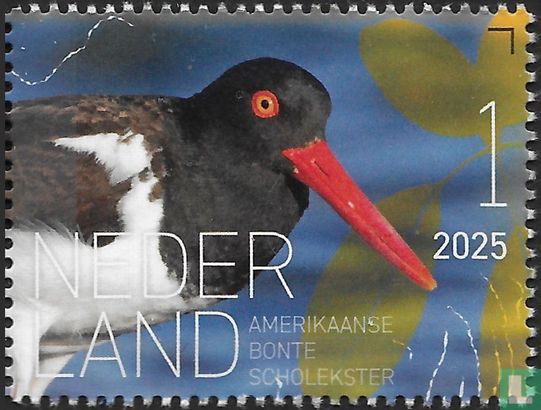 Amerikaanse bonte scholekster