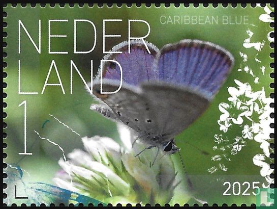 Caraïbisch blauwtje