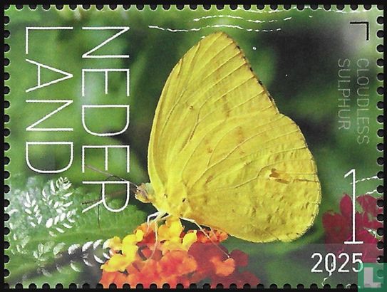 Wolkenloze zwavelvlinder