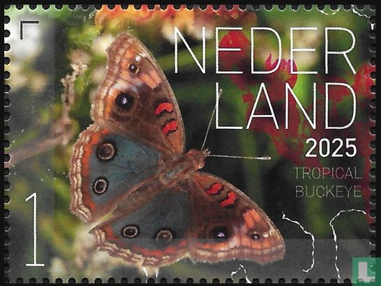 Tropische parelmoervlinder