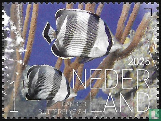 Banded butterflyfish 