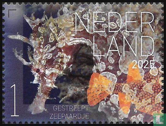 Gestreept zeepaardje 