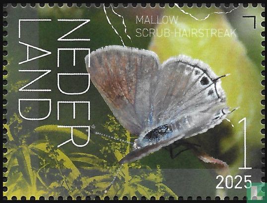 Kalkgraslanddikkopje