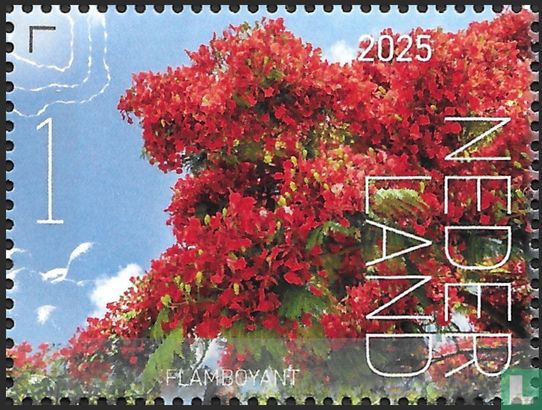 Flamboyant 