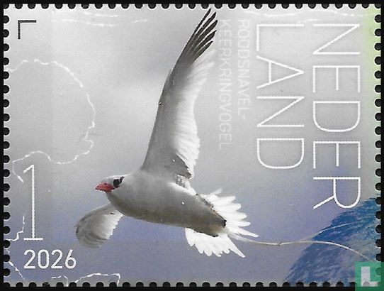 Roodsnavelkeerkringvogel 