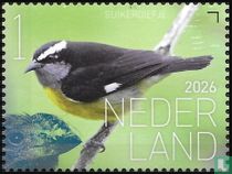 Suikerdiefje 2026 1 Nederland Beleef de natuur - Vogels Saba 