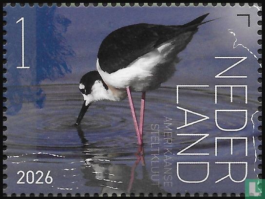 Amerikaanse steltkluut 