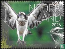 Visarend 2026 1 Nederland Beleef de natuur - Vogels Saba 
