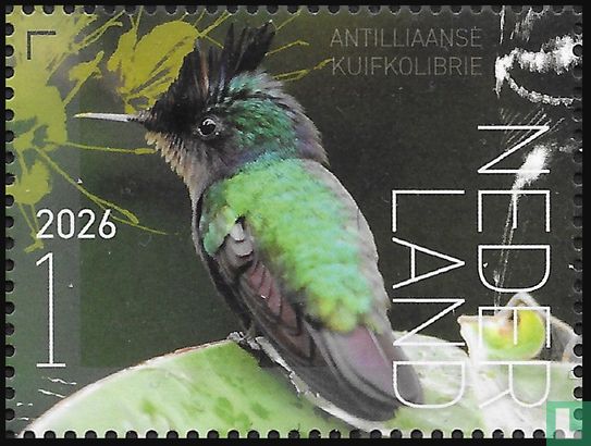 Antilliaanse kuifkolibrie 