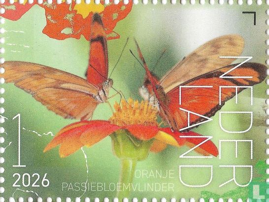 Oranje Passiebloemvlinder 