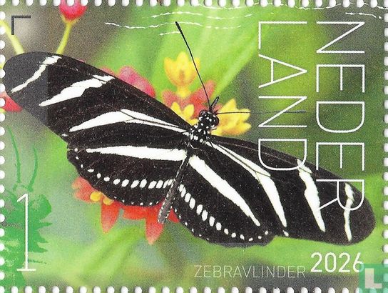 Zebravlinder 