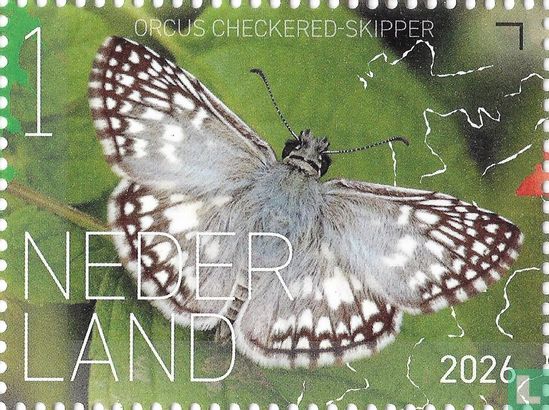 Orcus Checkered-Skipper 
