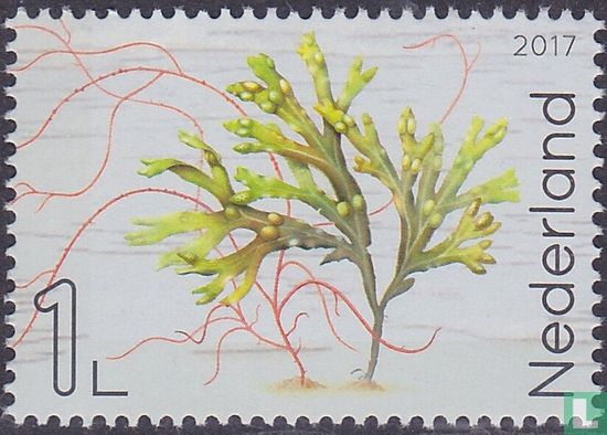 Leven in de Noordzee