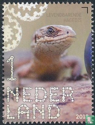 Levendbarende hagedis