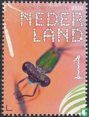 Gewone pantserjuffer