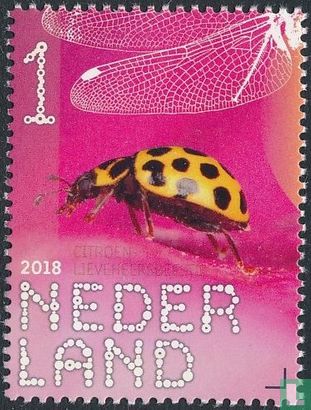 Citroen lieveheersbeestje