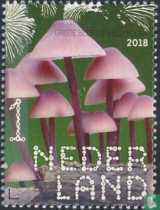 Grote bloedsteelmycena