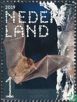 Ingekorven vleermuis