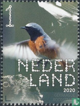 Gekraagde roodstaart