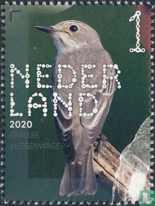 Grauwe vliegenvanger