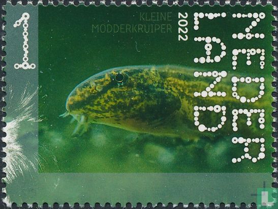 Kleine modderkruiper