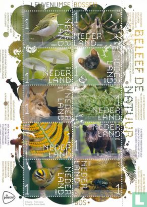 Beleef de natuur - Leuvenumse bossen