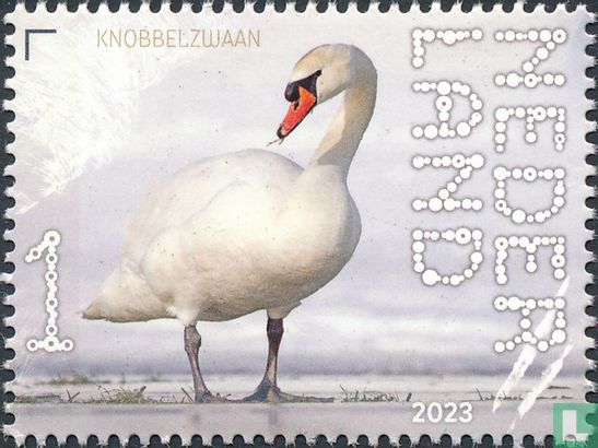 Knobbelzwaan