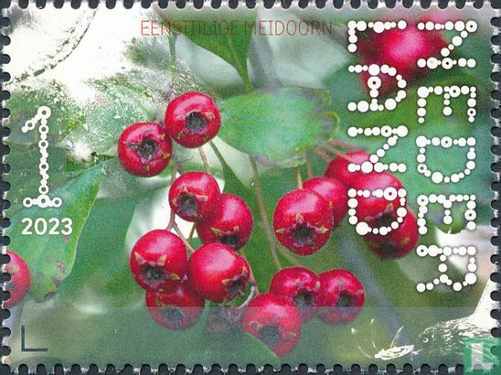 Eenstijlige meidoorn