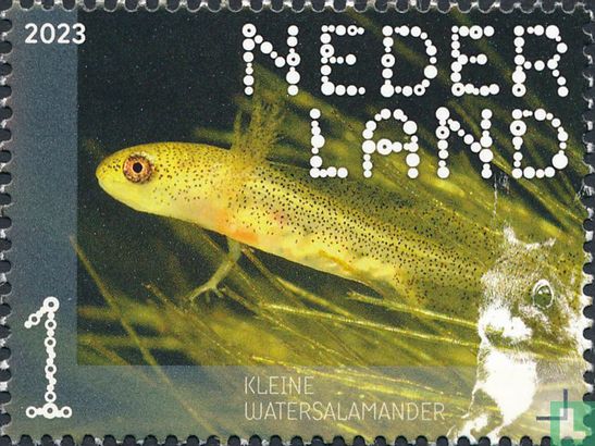 Kleine watersalamander